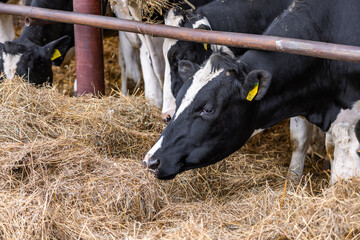 A herd of cattle lying on top of a pile of hay. A herd of cattle standing on top of a metal fence....