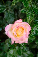 Beautiful pink and yellow rose blooming in a lush green garden