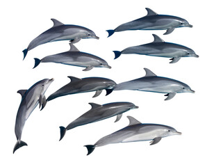 Obraz premium Group of Dolphins Swimming in Formation – Transparent PNG Cutout