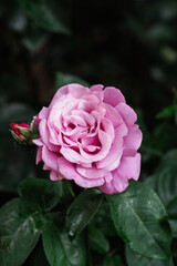 Beautiful pink rose blooming amidst green leaves in a serene garden setting