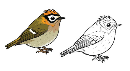 Firecrest Bird Coloring Page Featuring Realistic Color and Clear Outline Bird Study