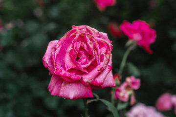 Beautiful pink rose with raindrops in a lush garden