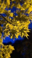 Glowing Yellow Maple Leaves Against a Dark Blue Night Sky