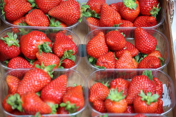 freshly harvested strawberries in plastic container on sale