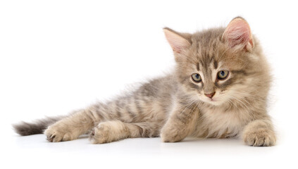 Kitten on white background.
