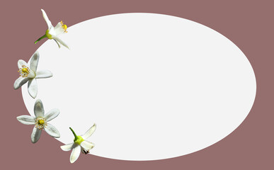 Fototapeta premium 白いみかんの花の背景