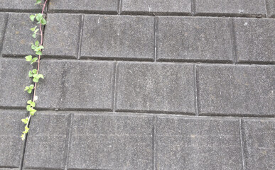 石壁に垂れ下がる草の写真