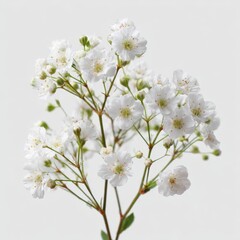 Delicate Gypsophila Flowers Branch, White Blossoms, Soft Light, Elegant Floral Arrangement, Pure White Petals, Simple Background, Natural Beauty, Spring Blooms,