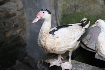 A close-up of a white and black duck standing on a stone surface in a farmyard, with a second bird in the background.