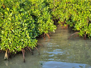 Mangrove trees on the beach at low tide with sky blue background in the afternoon at Pamekasan,...