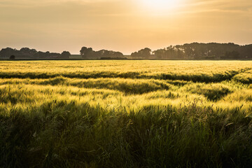 Wheat field during the golden hour, East Frisia, Lower Saxony, Germany