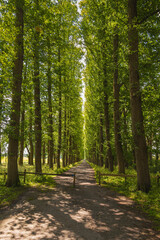 Avenue lined with linden trees, Leer, East Frisia, Lower Saxony, Germany