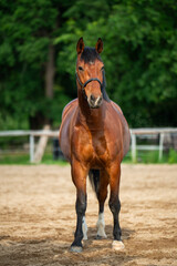 Graceful brown horse standing tall in paddock. Its refined build and calm presence highlight the...