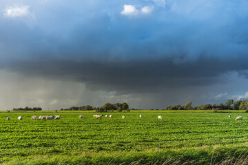Rural scene with a green field and a herd of sheep grazing under a dark sky with dramatic storm clouds, Katinger Watt Nature Reserve, Eiderstedt peninsula, North Frisia, Schleswig-Holstein, Germany