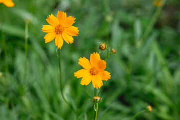 Bright yellow flowers blooming in a lush green garden landscape