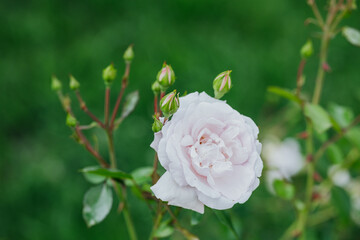 Beautiful blooming white rose among budding green roses in garden