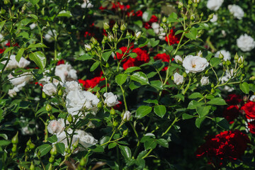 Blossoming roses in a vibrant garden showcasing red and white flowers