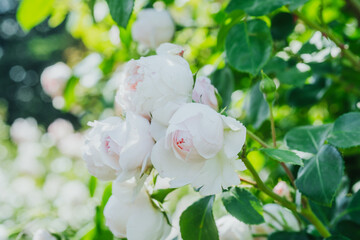 Fototapeta premium Beautiful white roses blooming in a sunny garden during springtime