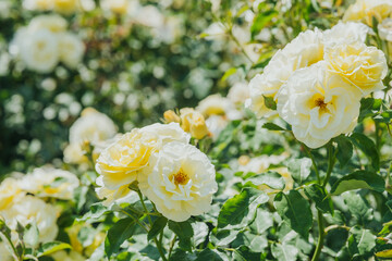 Beautiful white roses blooming in a garden on a sunny day