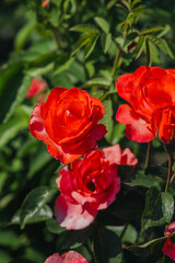 Bright red rose blossoms bloom in a vibrant garden setting during summer