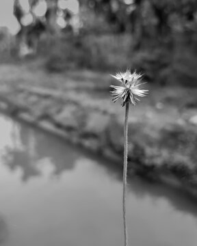 black and white dried tridax daisies
