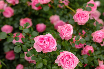 Vibrant pink roses blooming in a lush garden during springtime