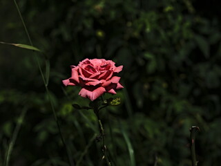 Brindabella rose on green background