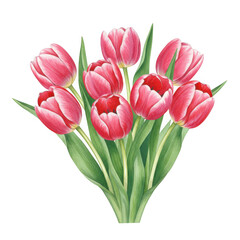 Obraz premium Bouquet of pink and red tulips isolated on transparent background