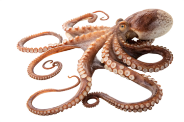 octopus-animal isolated on white background png, ai generated