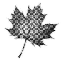 Halftone patterned maple leaf with white border
