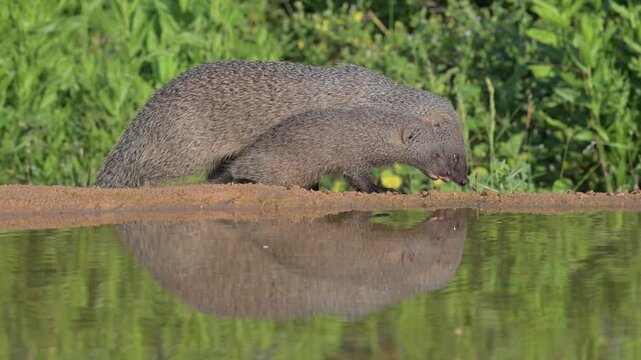 Egyptian mongoose (Herpestes ichneumon)A mother and her pup come to drink water and forage for food near the riverbank