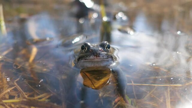 Cute common frog looking straight ahead and croaking in water close up, nature animal detail spring