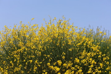 close up of blooms of Spartium junceum (commonly known as Spanish Broom
