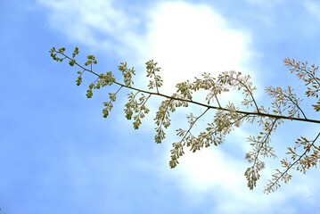 Macleaya cordata (Plume poppy) flowers. Papaveraceae perennial plants. Numerous white flowers bloom in panicles in summer. When the stem is broken, a poisonous sap comes out.