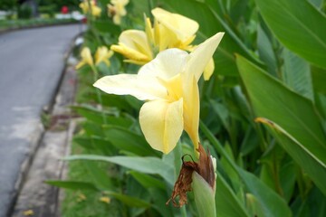Obraz premium Close-up of yellow Canna indica flowers about to bloom.
