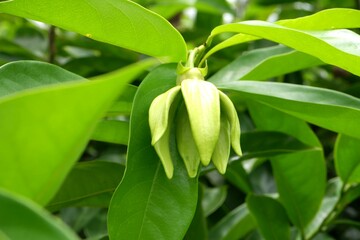 Close-up of Karawek flowers hanging from the tree.