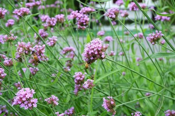 Close-up of a bee feeding on nectar from a purple Verbena flower.