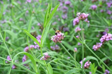 Close-up of a bee feeding on nectar from a purple Verbena flower.
