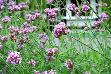 Close-up of Verbena purple flowers in an outdoor garden.
