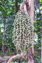 Bunch of Fishtail Palm trees in the rainforest
