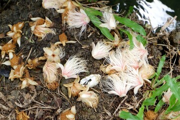 A wilted Barringtonia racemosa flower lies on the ground.