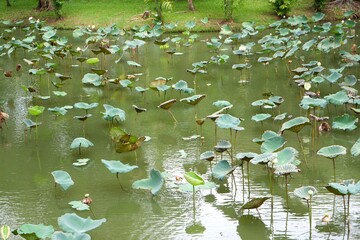 Indian Lotus or Sacred Lotus grows in the lake.