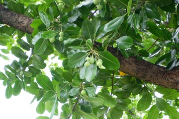 Fototapeta premium Close-up of the fruit of the Calophyllum inophyllum tree.