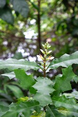Close-up of Sea holly flowers in the forest