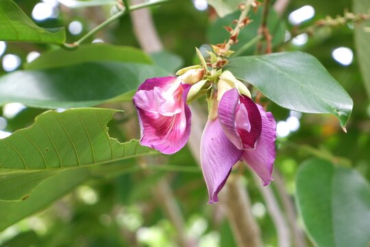 Purple flowers of Clitoria fairchildiana hanging from the tree.