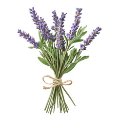 Fototapeta premium French herbes de Provence bundle with lavender sprigs, rustic string tied, isolated transparent PNG
