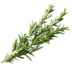 Fototapeta premium Fresh rosemary sprigs arranged diagonally, ultra-detailed, transparent background PNG