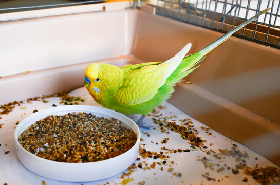 Budgerigar parakeet bird eating from the bowl of food