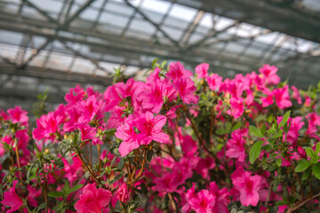 Azalea Flowers in a Greenhouse, blooming azalea