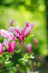 Vibrant pink and white flowers blooming in a spring garden
